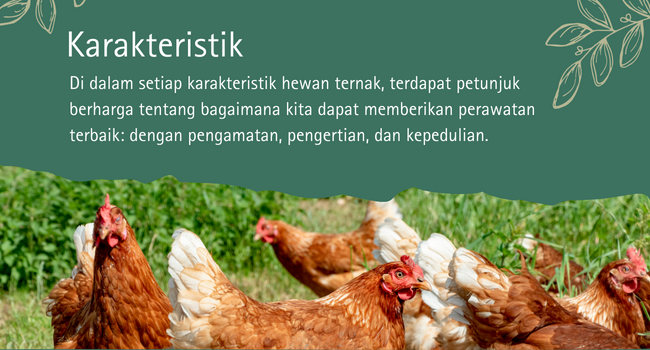 hen-banner